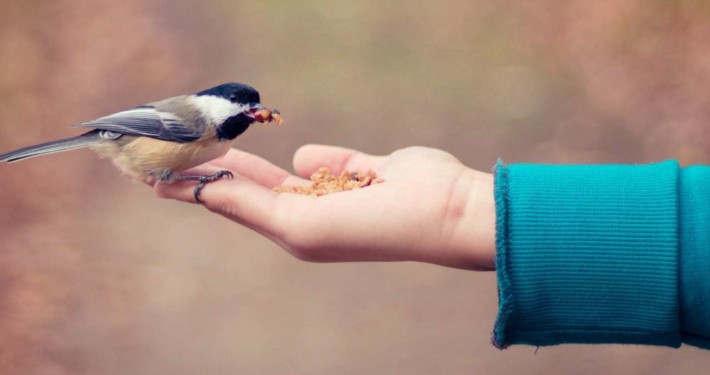 bird feeding • Vertrauensbildung im eCommerce: Kein Hexenwerk