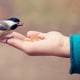 bird feeding • Vertrauensbildung im eCommerce: Kein Hexenwerk