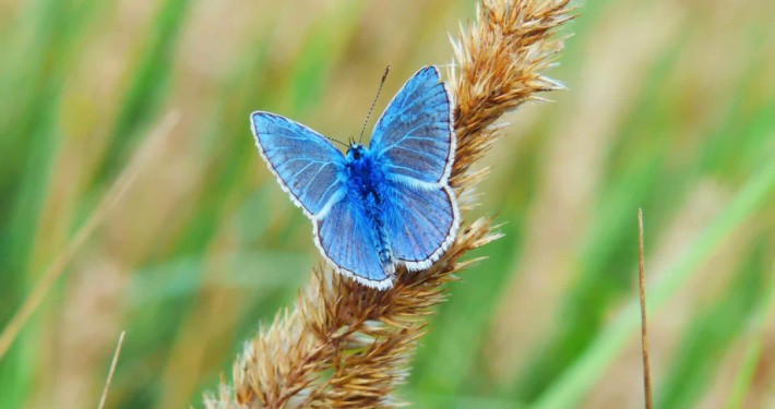 Womit lockt man Schmetterlinge, ähem, Kunden an? | Foto: Unsplash